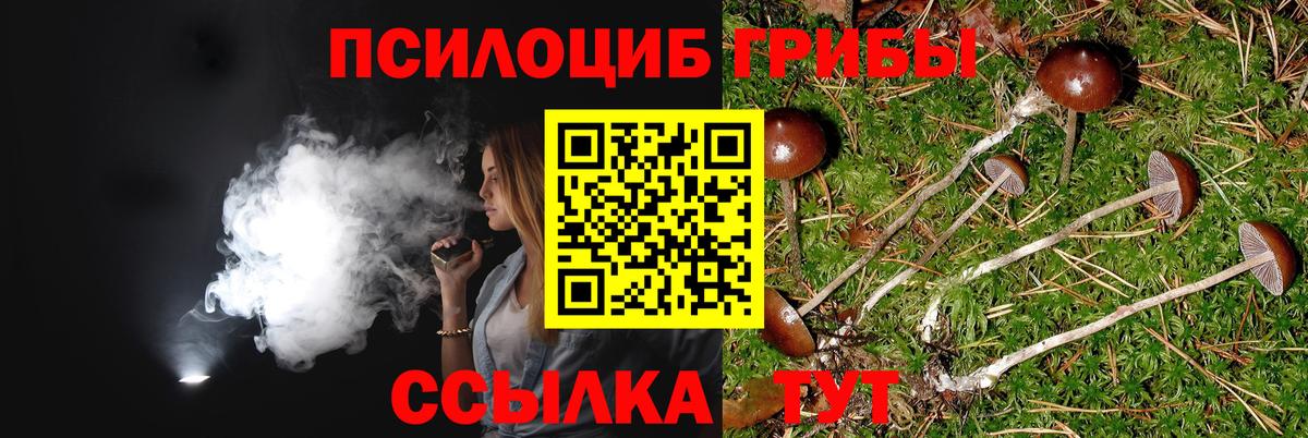 Галлюциногенные грибы Psilocybine cubensis Курчатов